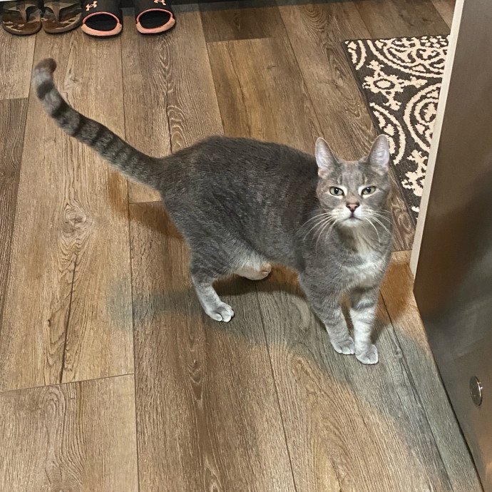 Amanda's Pro Catsitting photo 2