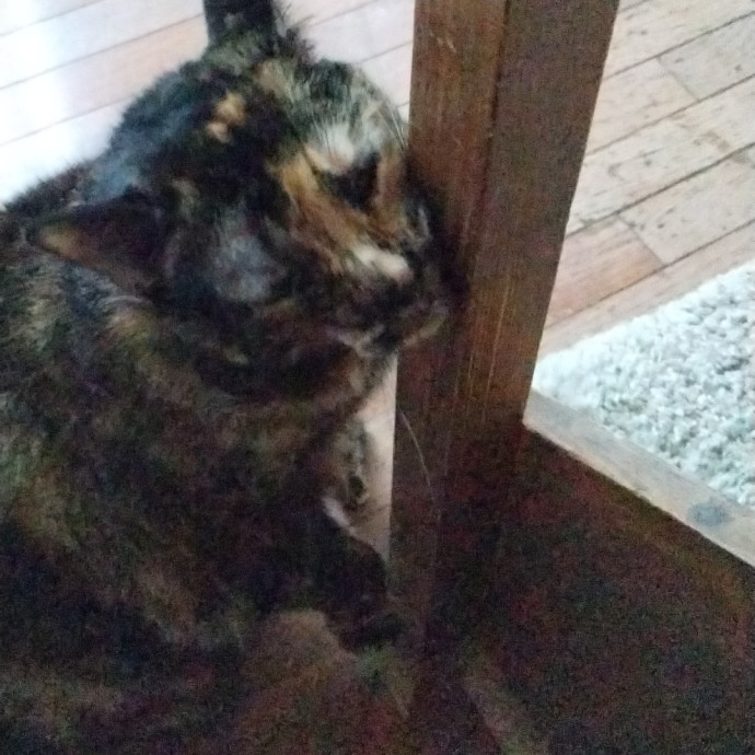 Kitty Love Virginia Bch