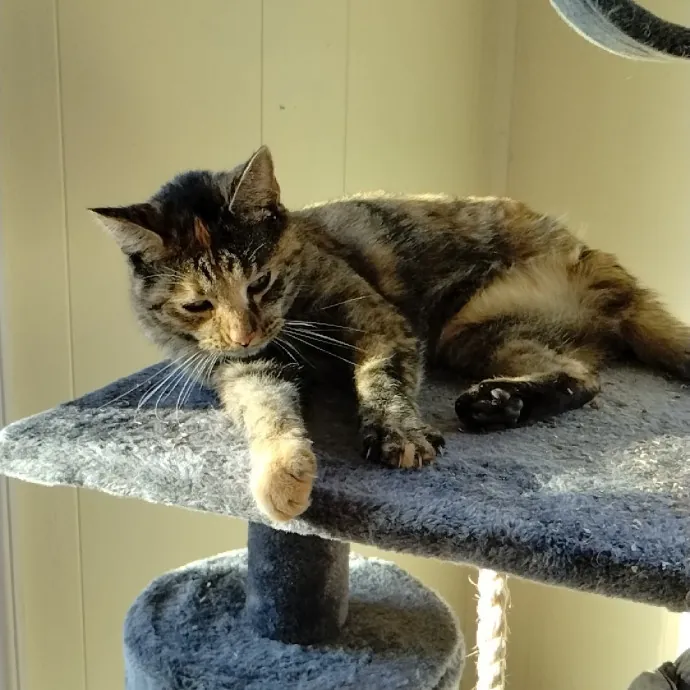 Kitty Love Virginia Bch