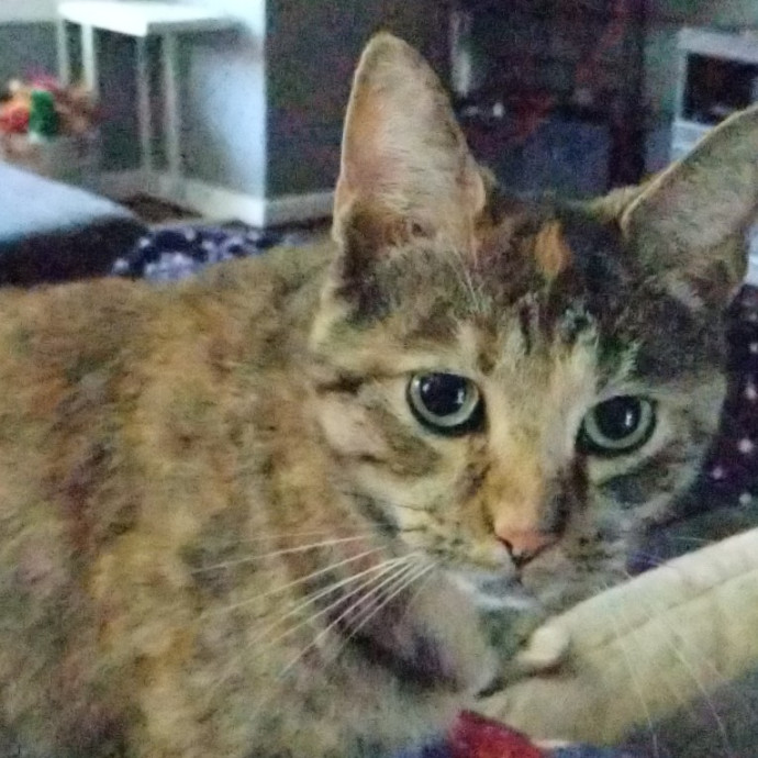 Kitty Love Virginia Bch