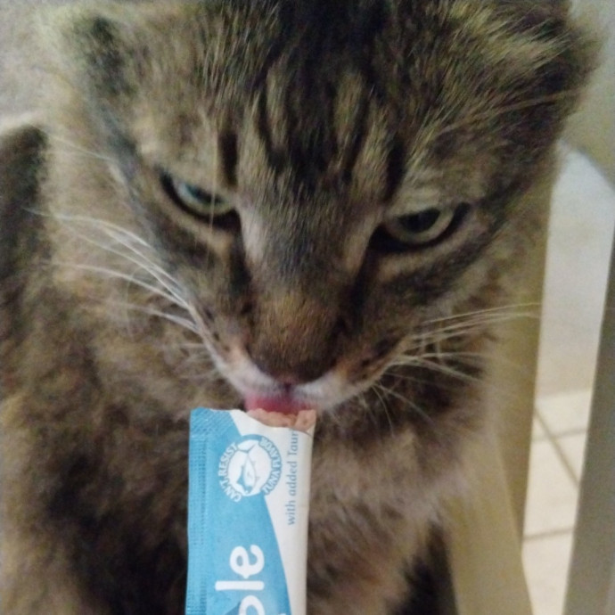 Kitty Love Virginia Bch