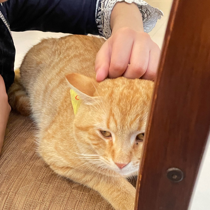 Sana - Cat Sitter