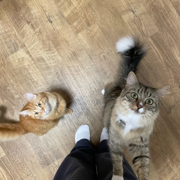 Sana - Cat Sitter photo 2