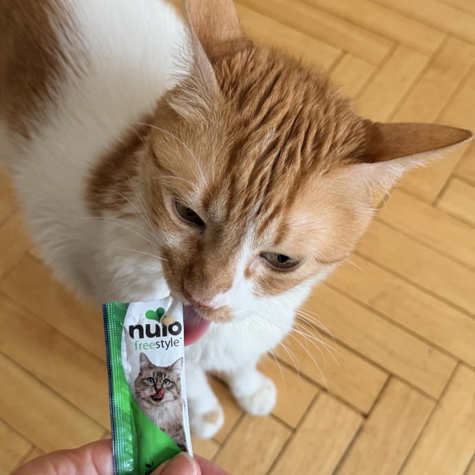 Your Friendly Neighborhood Cat Sitter