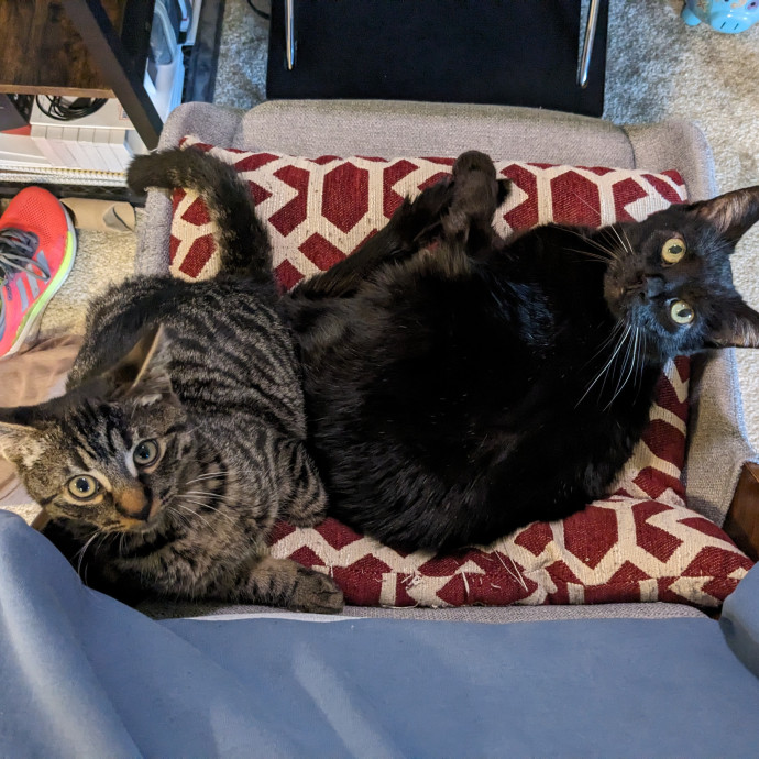 Reliable And Compassionate Cat Lady