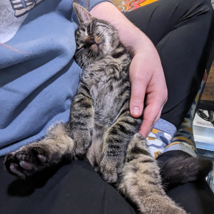 Reliable And Compassionate Cat Lady