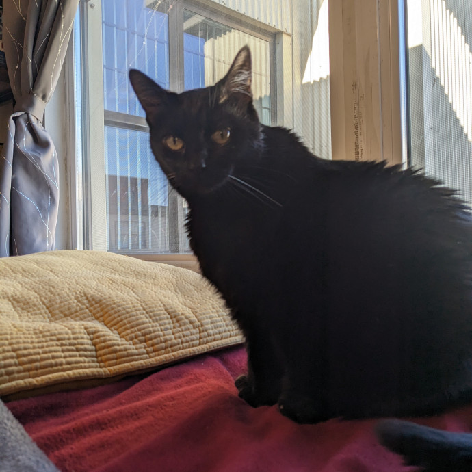 Reliable And Compassionate Cat Lady photo 3