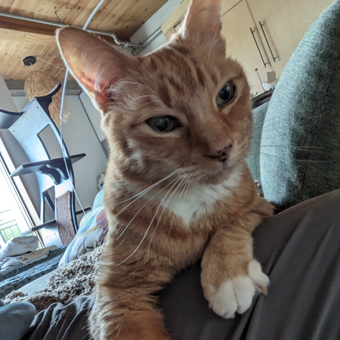 Reliable And Compassionate Cat Lady photo 2