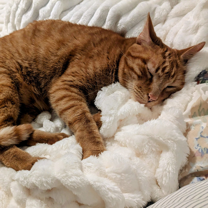 Cold Noses  Warm Hearts