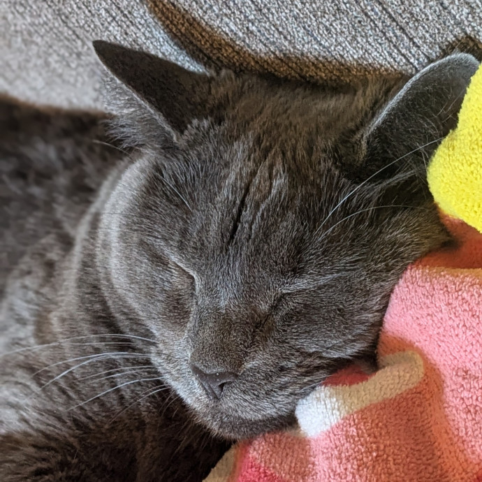 Cold Noses  Warm Hearts