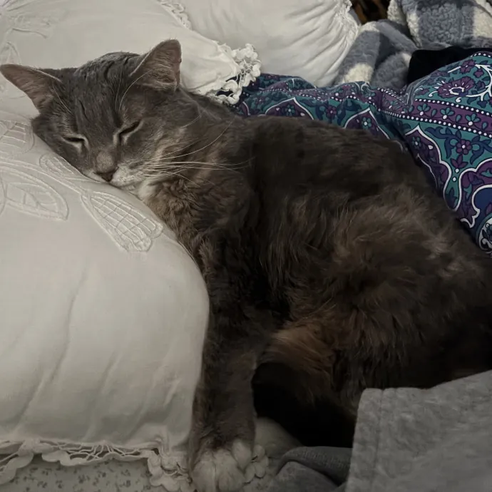 Life-Long Cat Lover  Reliable Sitter