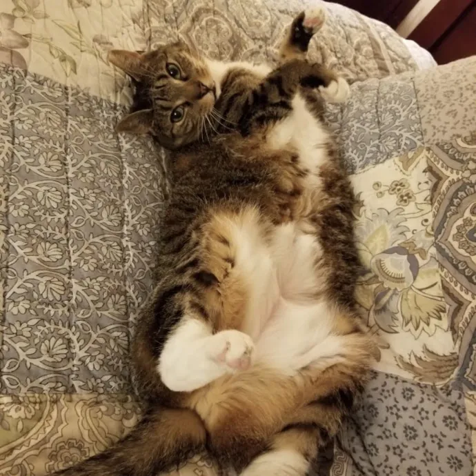 Life-Long Cat Lover  Reliable Sitter