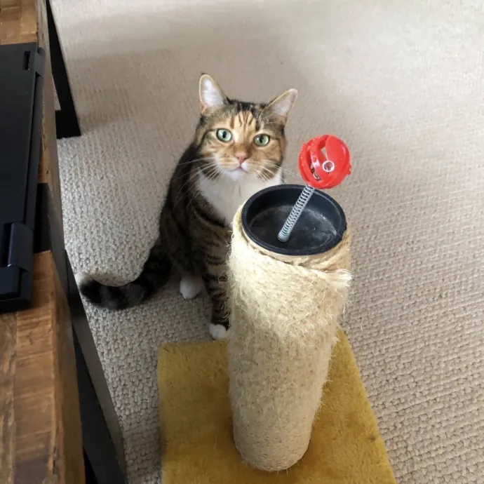 Life-Long Cat Lover  Reliable Sitter