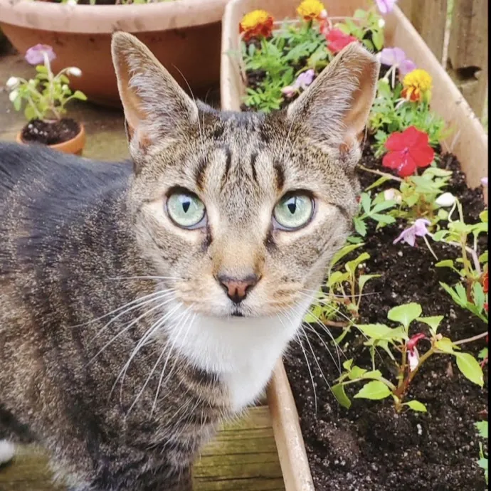 Life-Long Cat Lover  Reliable Sitter