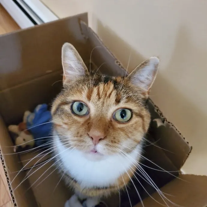 Life-Long Cat Lover  Reliable Sitter