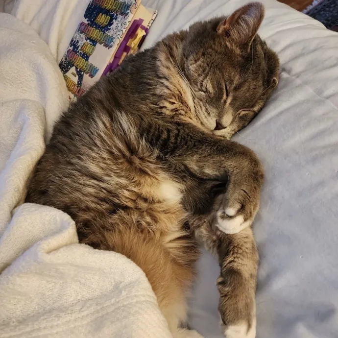 Life-Long Cat Lover  Reliable Sitter