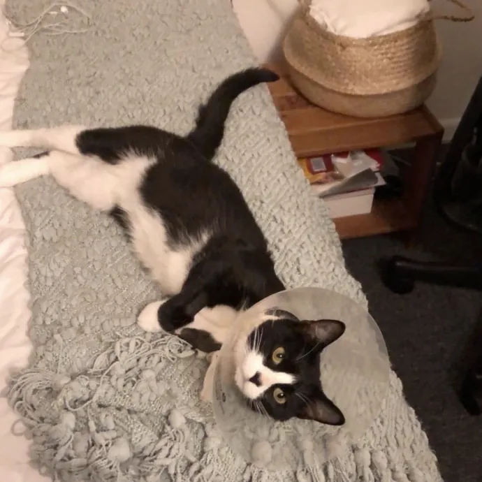 Life-Long Cat Lover  Reliable Sitter