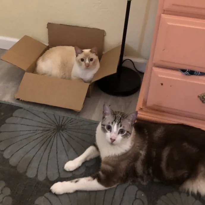 Life-Long Cat Lover  Reliable Sitter