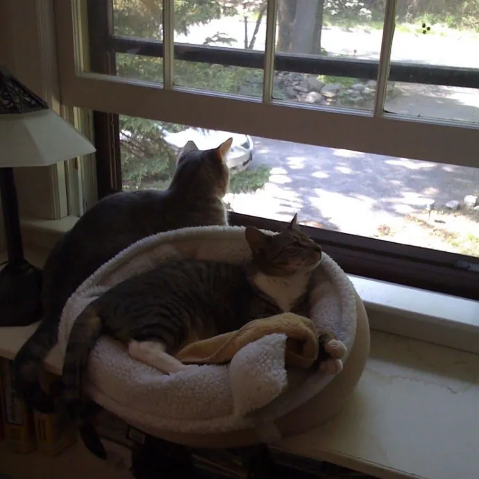 Life-Long Cat Lover  Reliable Sitter