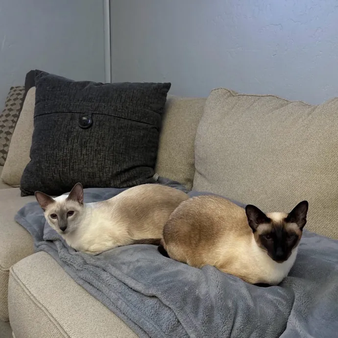 Life-Long Cat Lover  Reliable Sitter