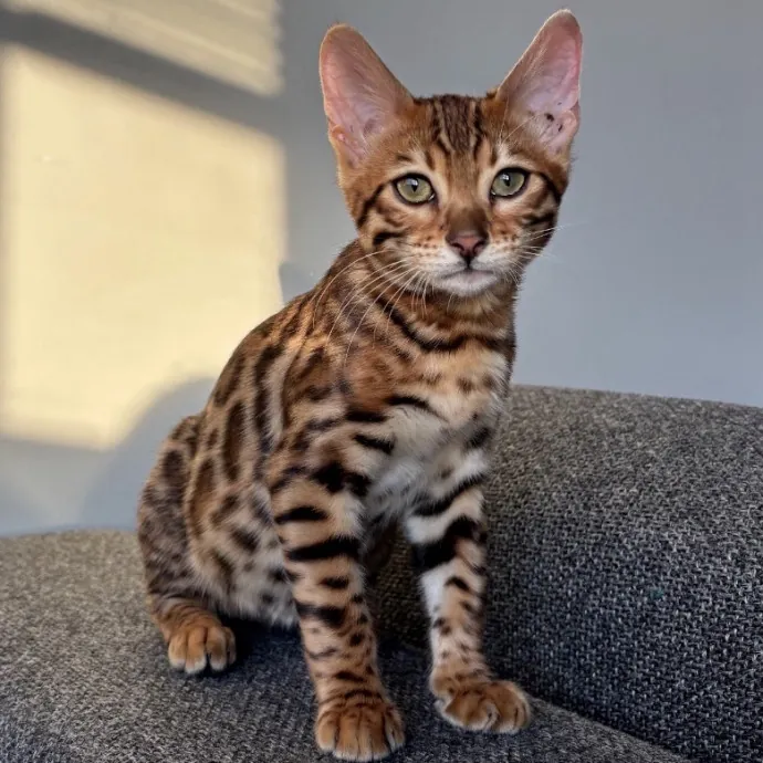 Life-Long Cat Lover  Reliable Sitter