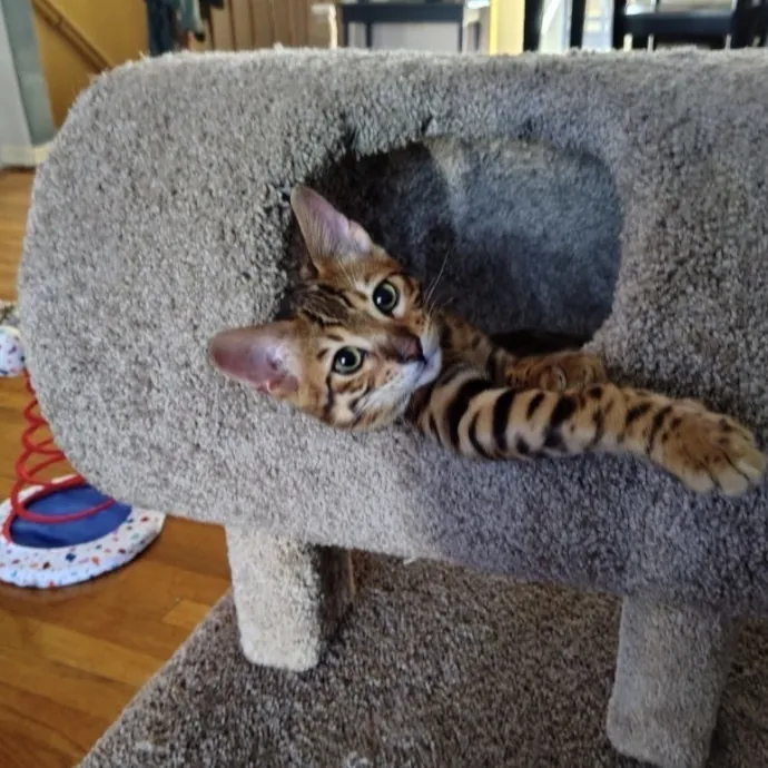 Life-Long Cat Lover  Reliable Sitter