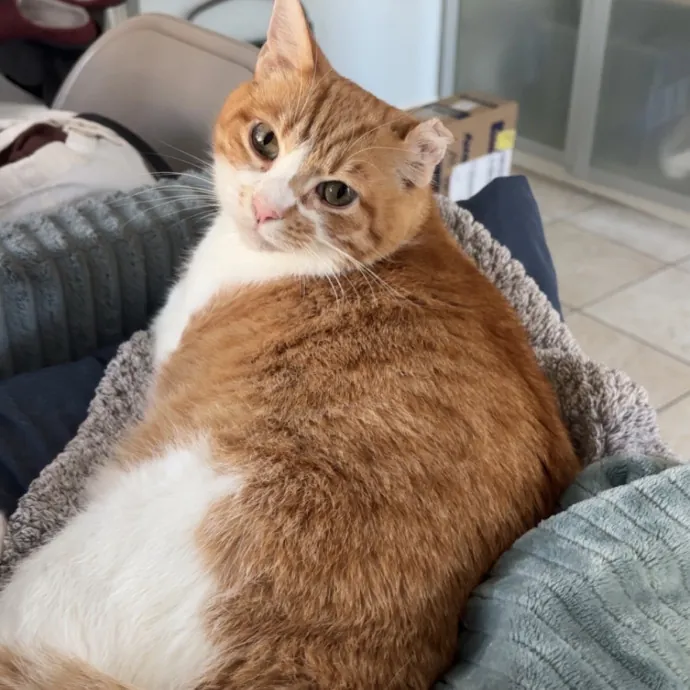 Life-Long Cat Lover  Reliable Sitter