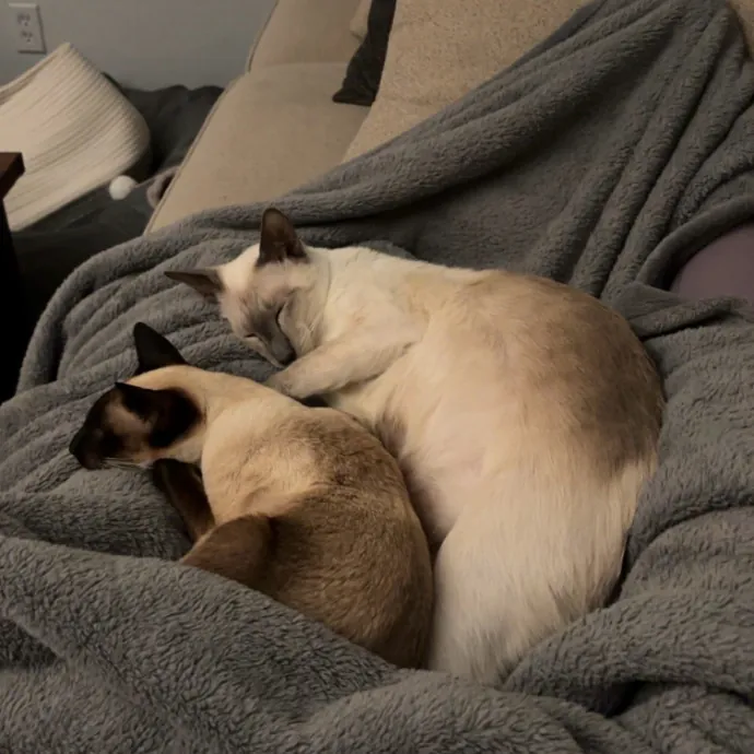 Life-Long Cat Lover  Reliable Sitter