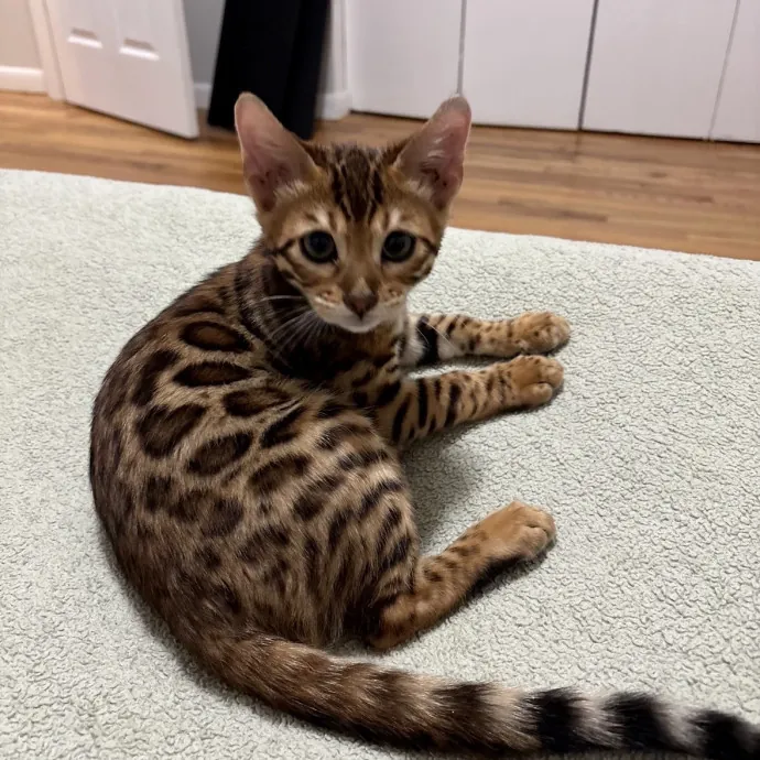 Life-Long Cat Lover  Reliable Sitter