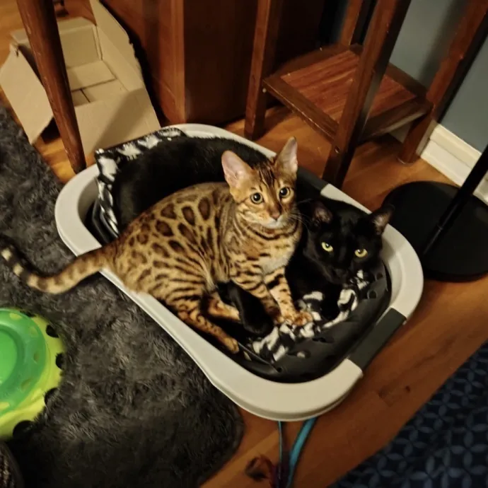 Life-Long Cat Lover  Reliable Sitter