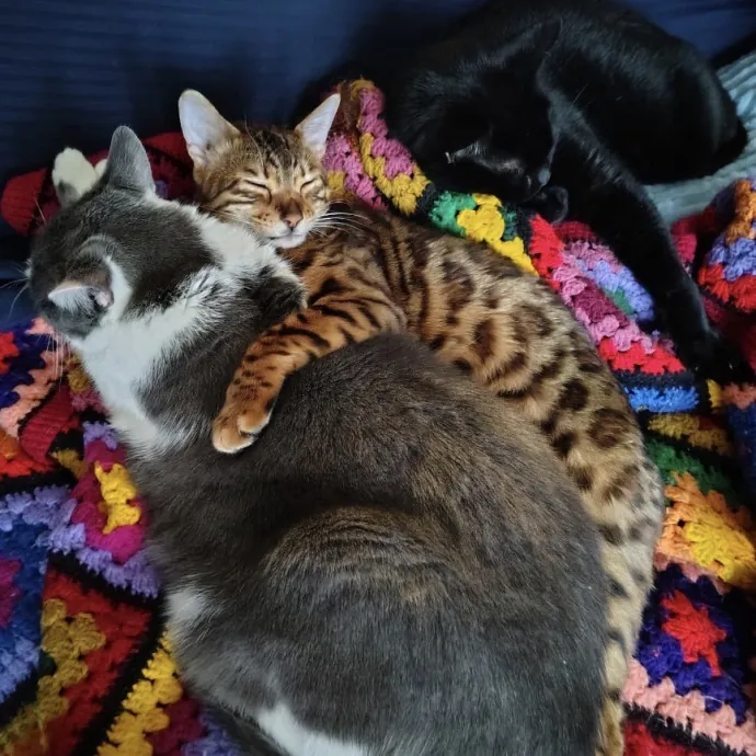 Life-Long Cat Lover  Reliable Sitter