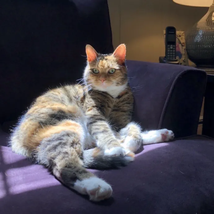 Life-Long Cat Lover  Reliable Sitter