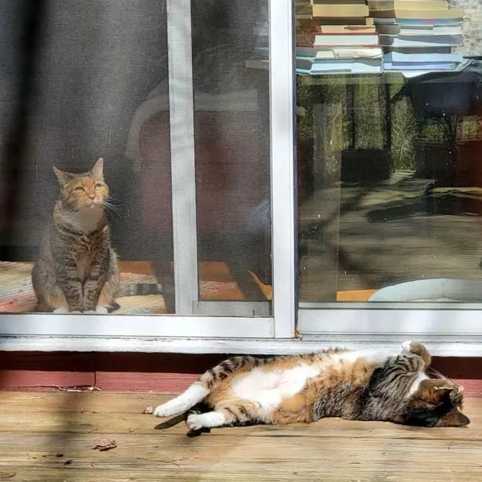 Life-Long Cat Lover  Reliable Sitter