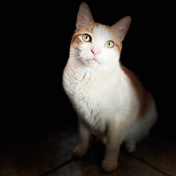 Val's Vip Cat Care