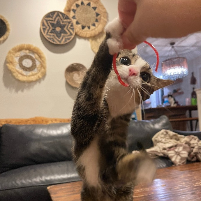 Val's Vip Cat Care