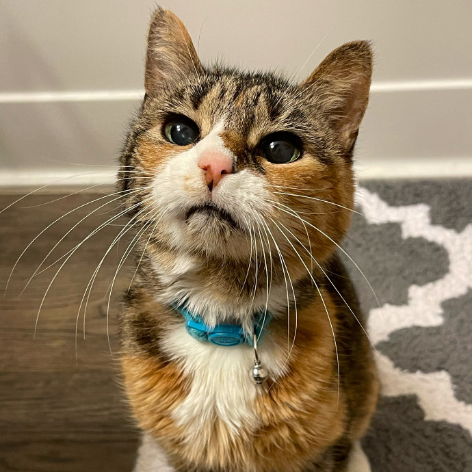 Val's Vip Cat Care