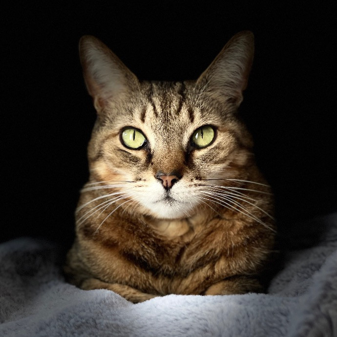 Val's Vip Cat Care photo 3