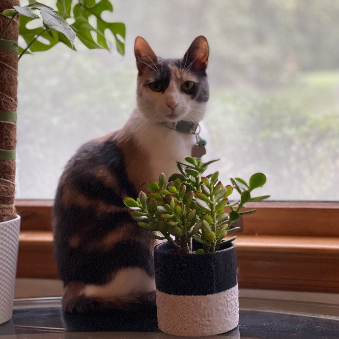 Val's Vip Cat Care photo 2