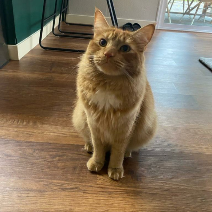 Purr-Fect Care Your Trusted Cat Sitter