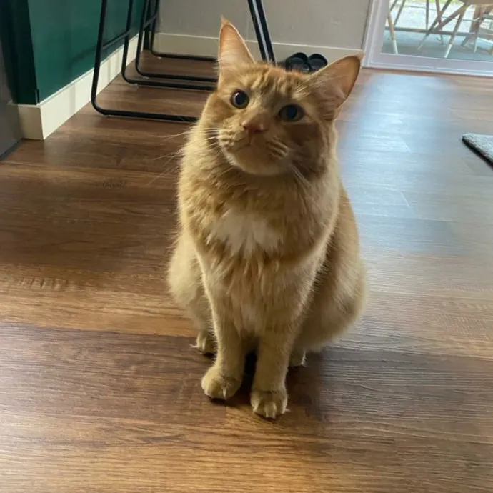 Purr-Fect Care Your Trusted Cat Sitter