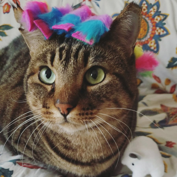 Purr-Fect Care Your Trusted Cat Sitter