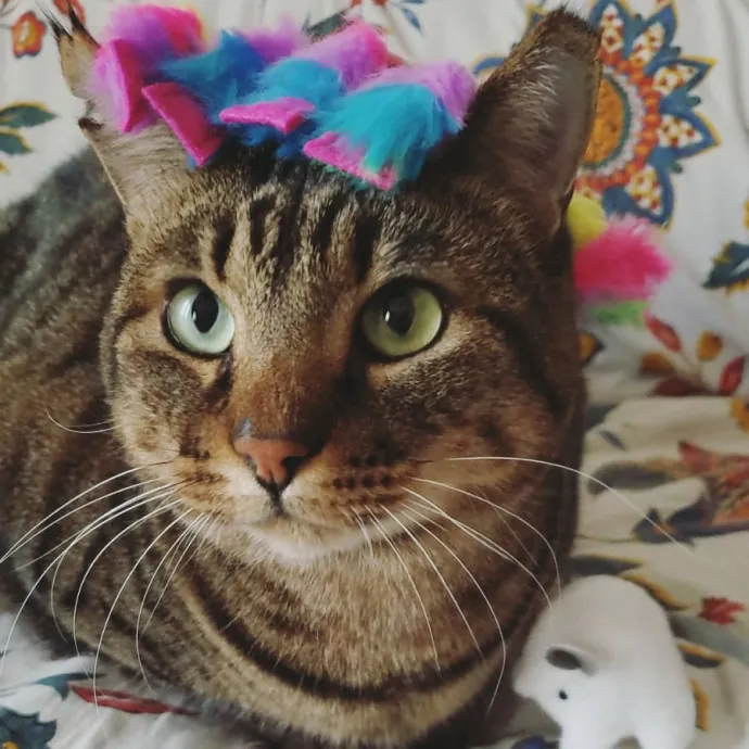 Purr-Fect Care Your Trusted Cat Sitter