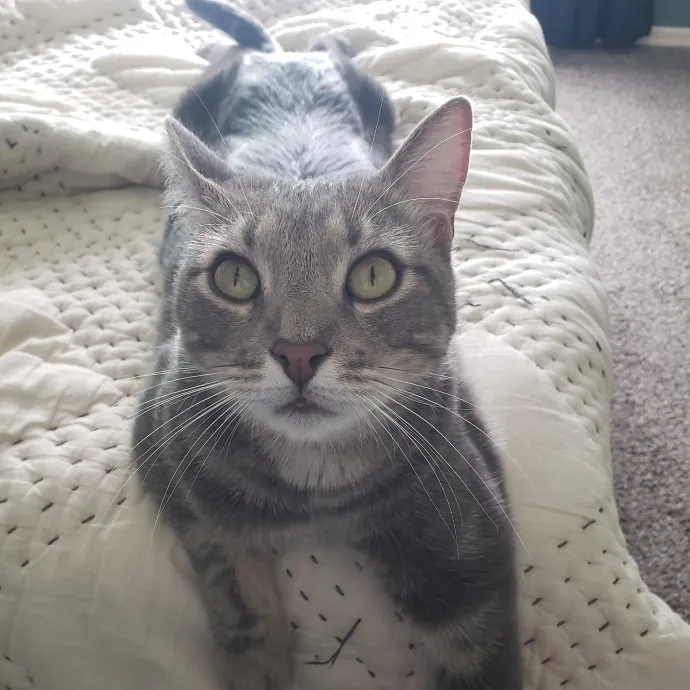 Purr-Fect Care Your Trusted Cat Sitter