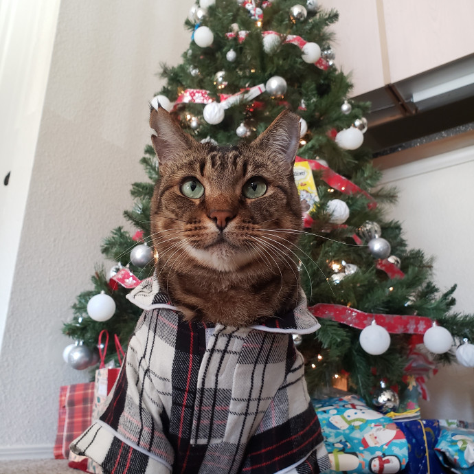 Purr-Fect Care Your Trusted Cat Sitter