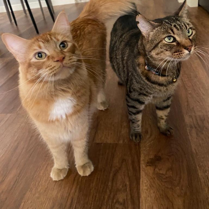 Purr-Fect Care Your Trusted Cat Sitter