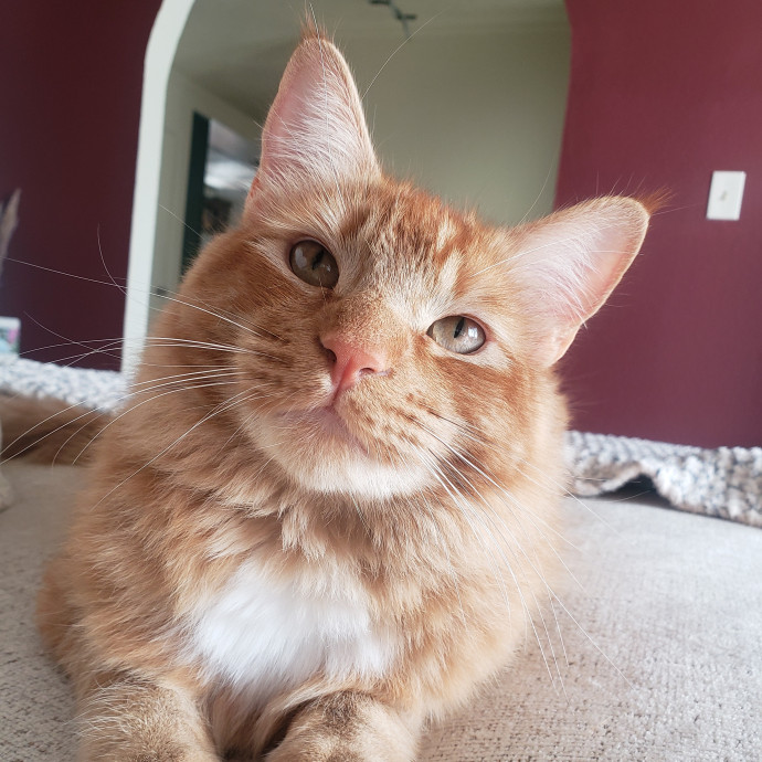Purr-Fect Care Your Trusted Cat Sitter photo 3
