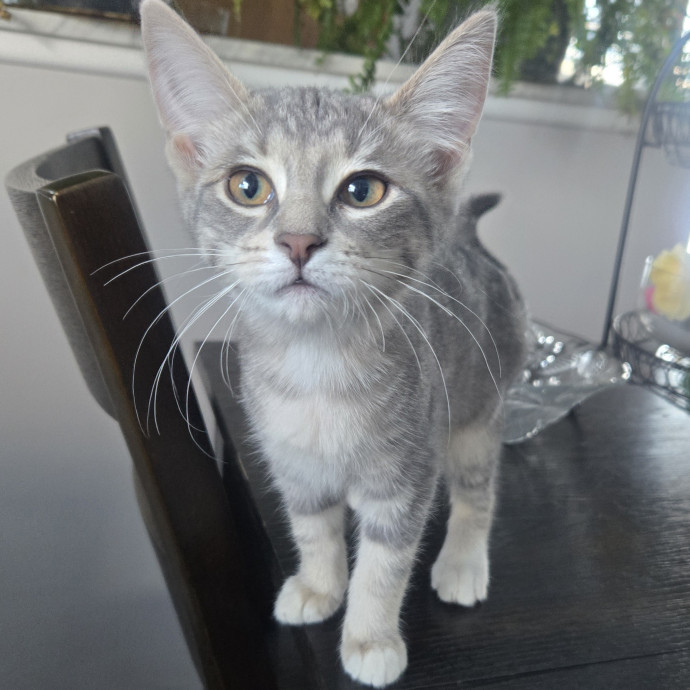 Purr-Fect Care Your Trusted Cat Sitter photo 2
