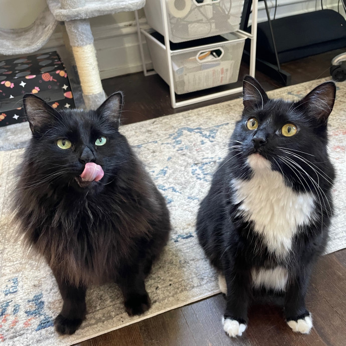 B's Pawsitively Purrfect Cat Care