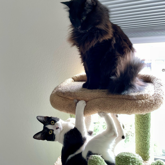 B's Pawsitively Purrfect Cat Care