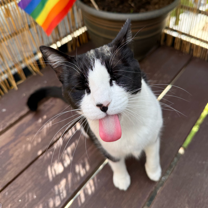 B's Pawsitively Purrfect Cat Care photo 3